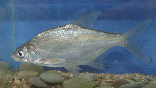 Рыба белоглазка