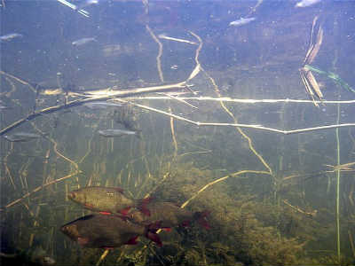 Красноперка рыба в водорослях