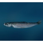 Рыба рипус  относится семейству лососевых