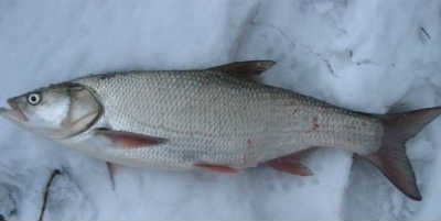 Рыба жерех на снегу