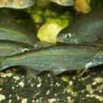 Рыба уклейка (уклея, силявка)