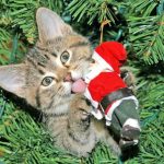 Кошка под елкой, или кошки в новогодние праздники