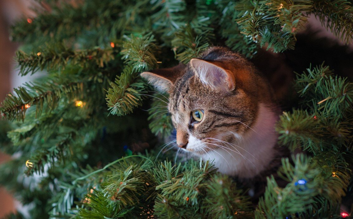 Кошка выглядывает с елки