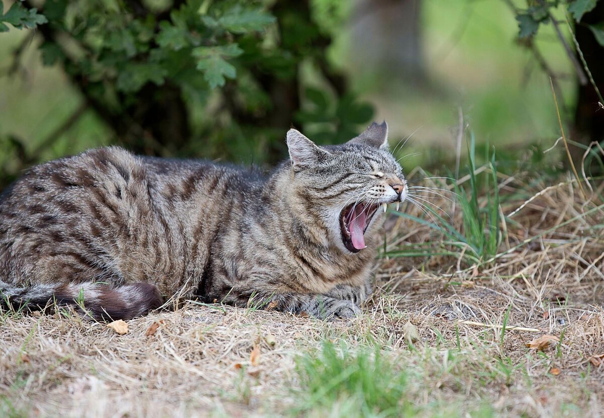 Пожилая кошка зевает